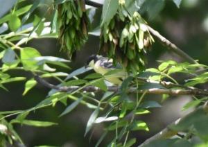 Click to view this image in a large viewer