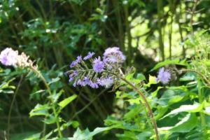 Click to view this image in a large viewer