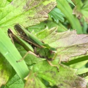 Click to view this image in a large viewer