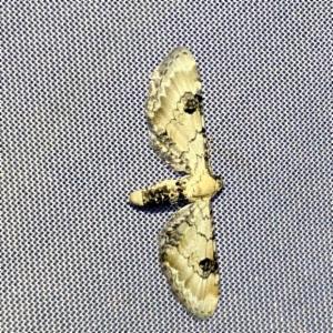 Click to view this image in a large viewer