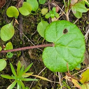 Click to view this image in a large viewer