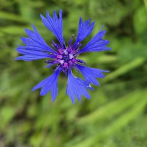 Click to view this image in a large viewer