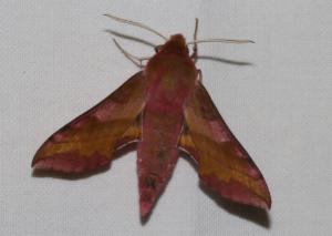 Click to view this image in a large viewer