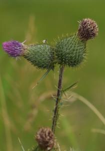 Click to view this image in a large viewer