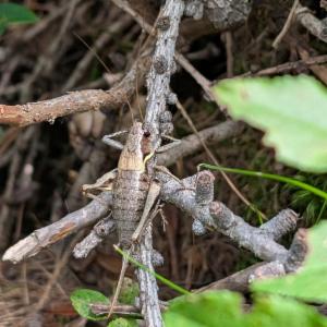 Click to view this image in a large viewer