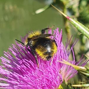 Click to view this image in a large viewer