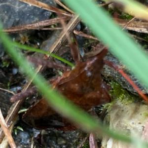 Click to view this image in a large viewer