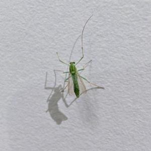 Click to view this image in a large viewer