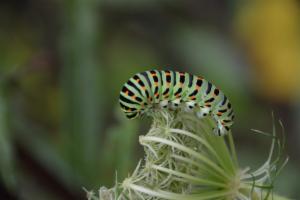 Click to view this image in a large viewer