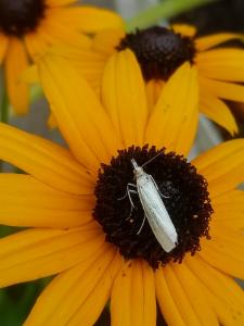 Click to view this image in a large viewer