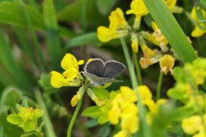 Click to view this image in a large viewer