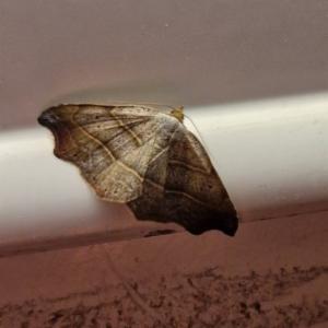 Click to view this image in a large viewer