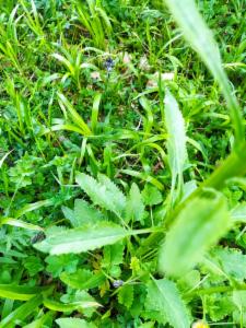 Click to view this image in a large viewer