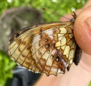 Click to view this image in a large viewer