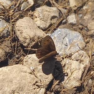 Click to view this image in a large viewer