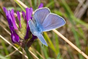 Click to view this image in a large viewer