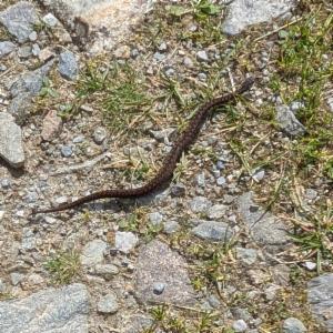 Click to view this image in a large viewer