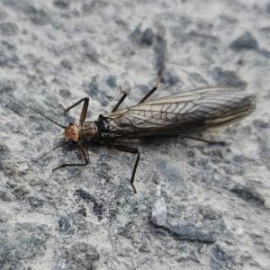 Click to view this image in a large viewer