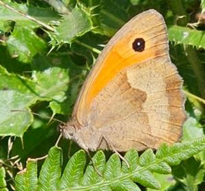 Click to view this image in a large viewer