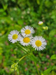 Click to view this image in a large viewer