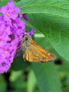 Click to view this image in a large viewer