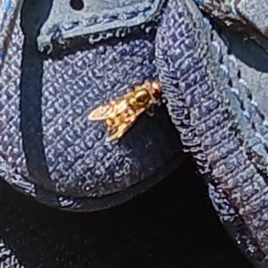 Click to view this image in a large viewer