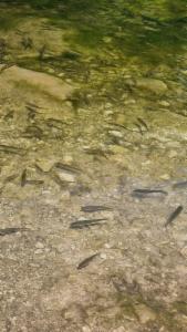 Click to view this image in a large viewer