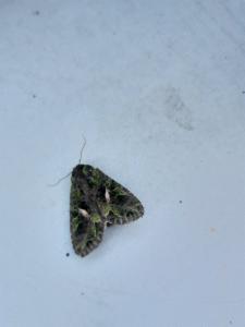 Click to view this image in a large viewer