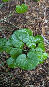 Click to view this image in a large viewer