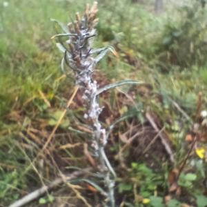 Click to view this image in a large viewer