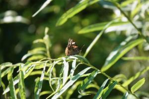 Click to view this image in a large viewer