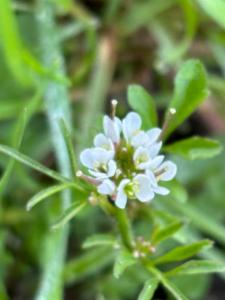 Click to view this image in a large viewer