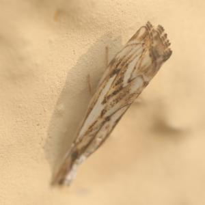 Click to view this image in a large viewer