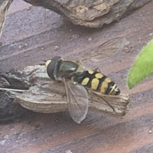 Click to view this image in a large viewer