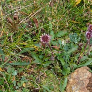 Click to view this image in a large viewer