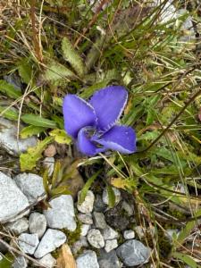 Click to view this image in a large viewer