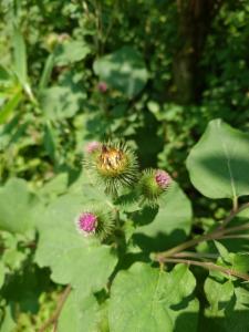 Click to view this image in a large viewer