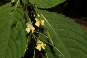 Click to view this image in a large viewer