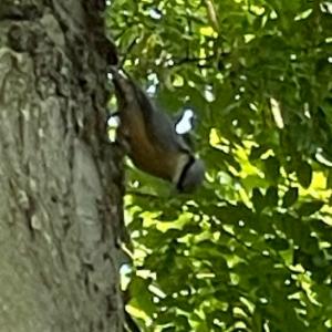 Click to view this image in a large viewer