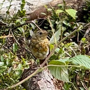 Click to view this image in a large viewer