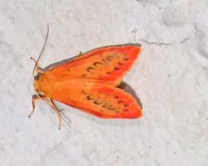 Click to view this image in a large viewer