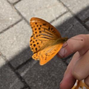 Click to view this image in a large viewer