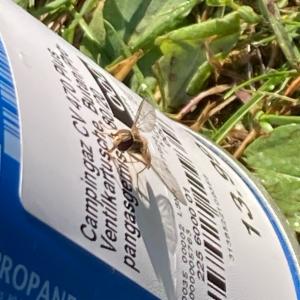 Click to view this image in a large viewer