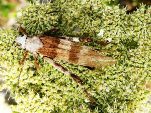 Click to view this image in a large viewer