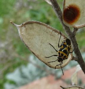 Click to view this image in a large viewer