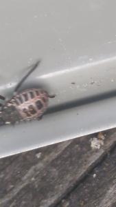 Click to view this image in a large viewer