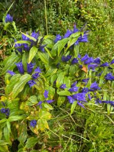 Click to view this image in a large viewer