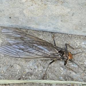 Click to view this image in a large viewer