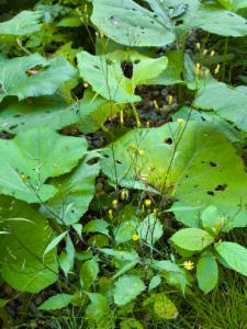 Click to view this image in a large viewer