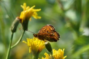 Click to view this image in a large viewer